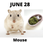 \"mouse